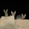 Дахаб » Кошки Дахаба