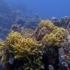 korally-islands1