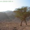 Экскурсии и сафари » Ras Abu Galum 