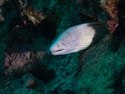 moray fish small